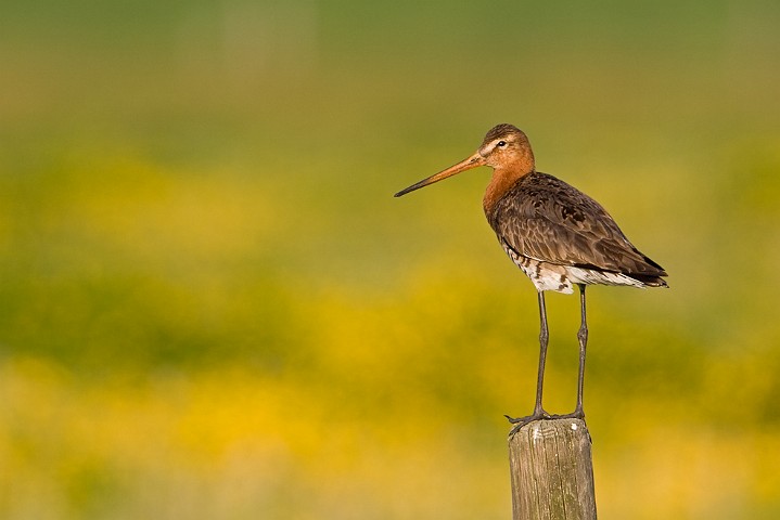 Uferschnepfe Limosa limosa Black-tailed Godwit 